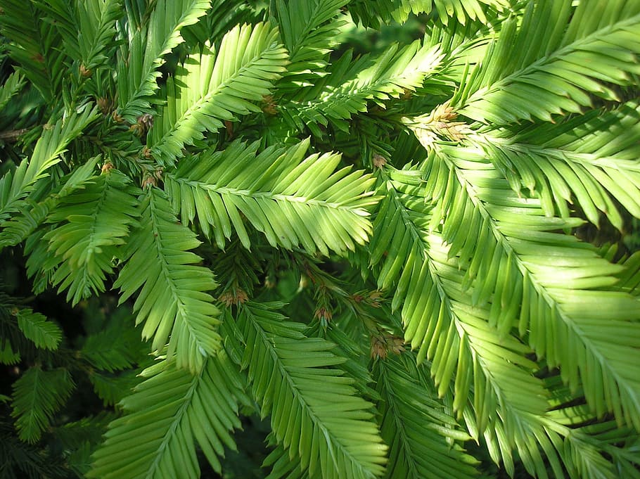 branches, sequoia, redwood branches, needles, shoots, green color, growth, plant, leaf, plant part
