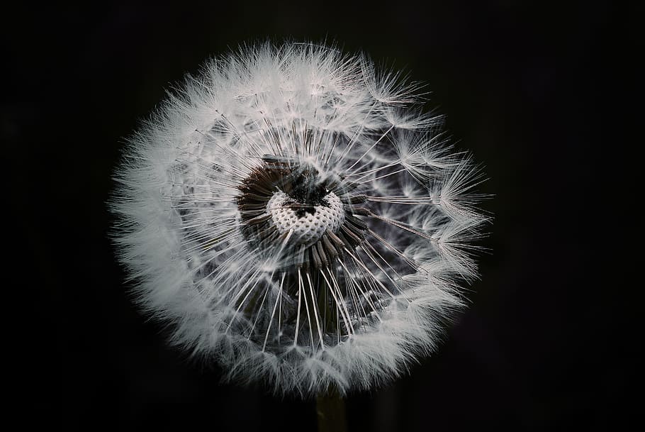 macro close-up photography, white, dandelion flower, dandelion, flower, plant, pointed flower, nature, close, seeds