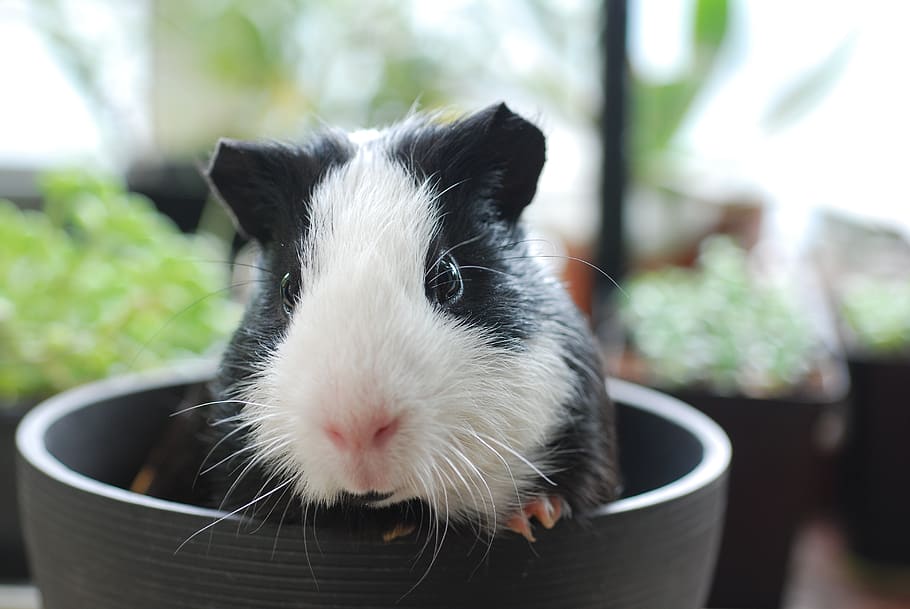 guinea pig, pets, animal, cute, rodents, mammal, one animal, animal themes, domestic, domestic animals