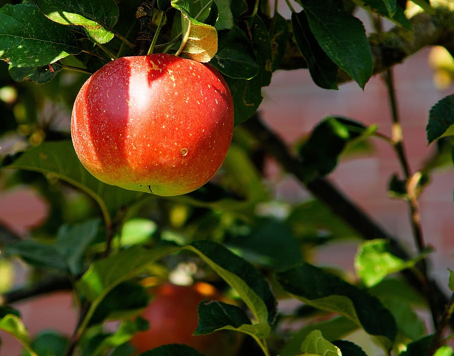 merah, apel, siang hari, pohon apel, cabang, buah, manis, herrlich, cantik, menanam