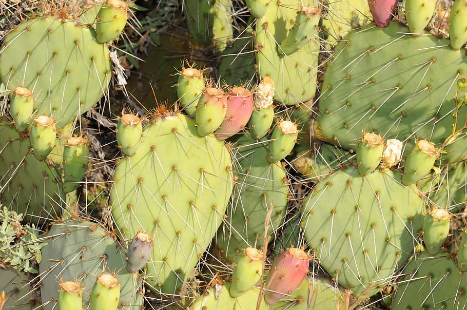cactus, cacti, plants, nature, outside, close-up, macro, sunny, needles, sharp