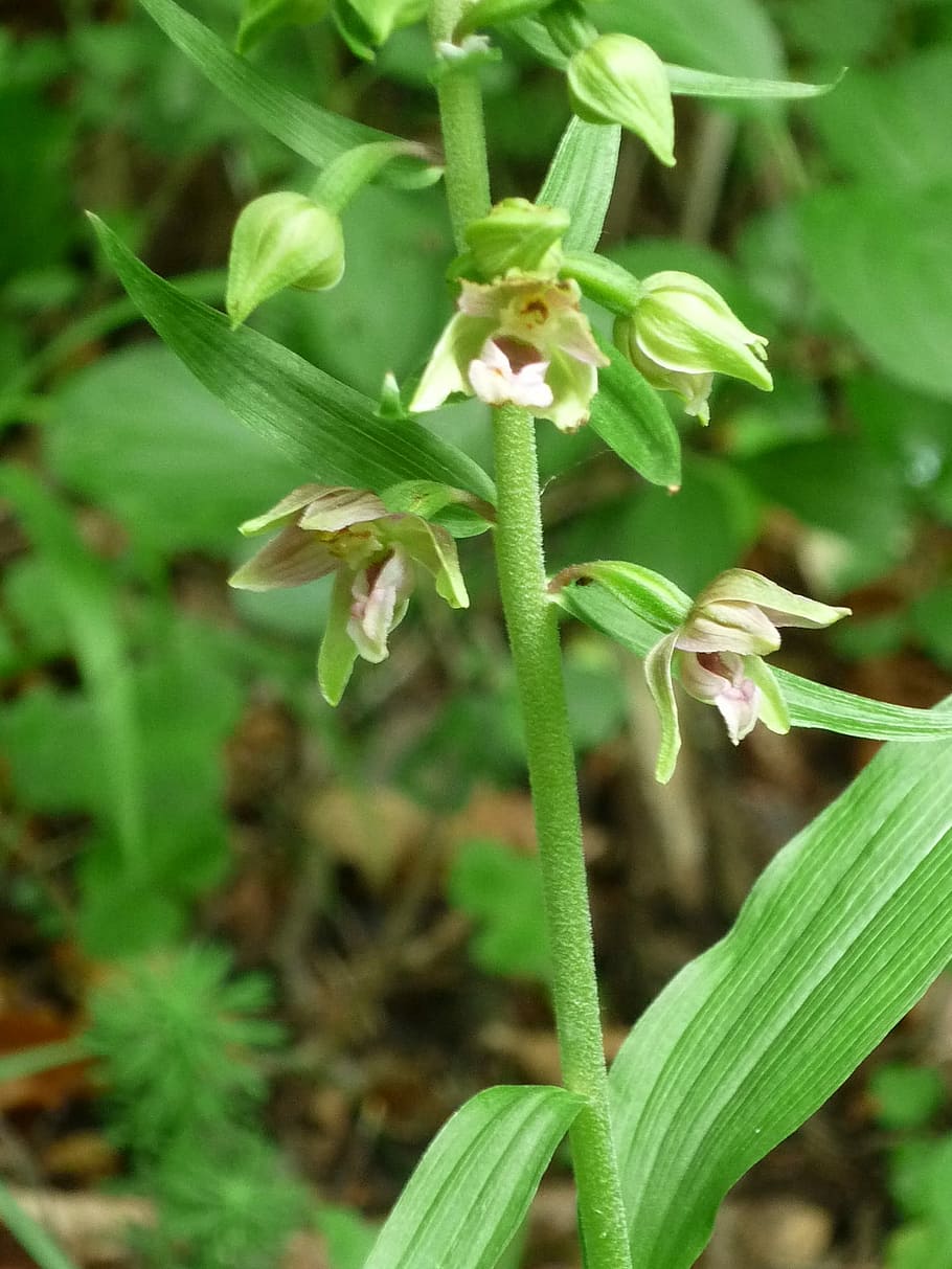 broad-leaved helleborine, nature, german orchid, small flowers, width, long leaves, close, book, semi-shaded, glade