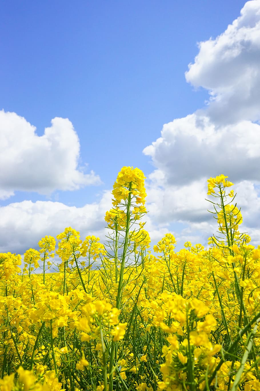 field of rapeseeds, sky, clouds, oilseed rape, blütenmeer, yellow, flowers, plant, nature, landscape