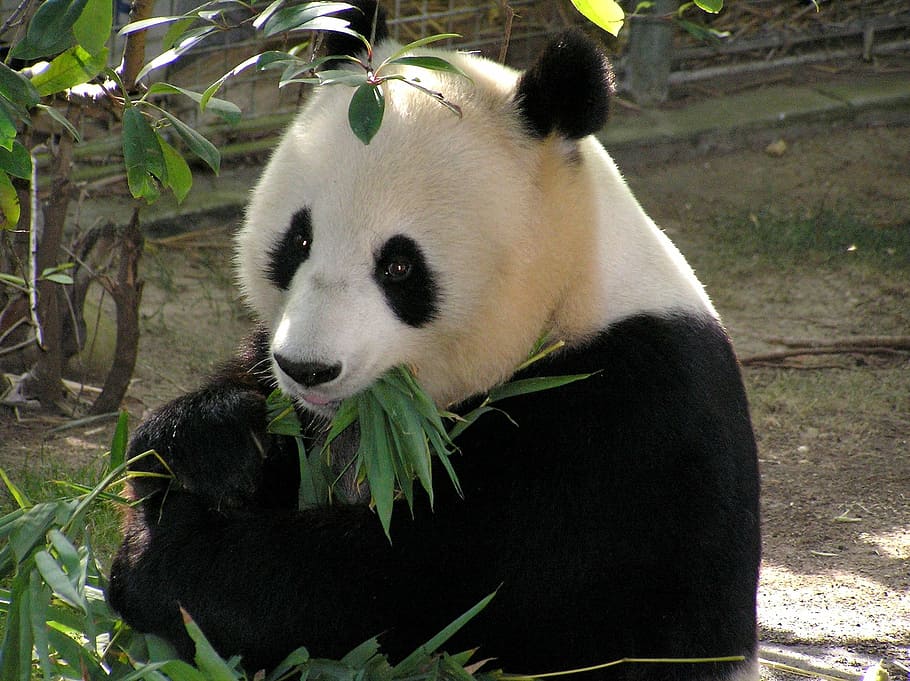panda makan daun, panda, beruang, putih, hitam, kebun binatang, margasatwa, asia, mamalia, panda - Hewan