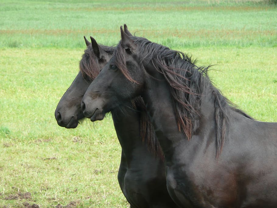 two, black, horses, green, grass, daytime, horse, friesian horse, together, pair