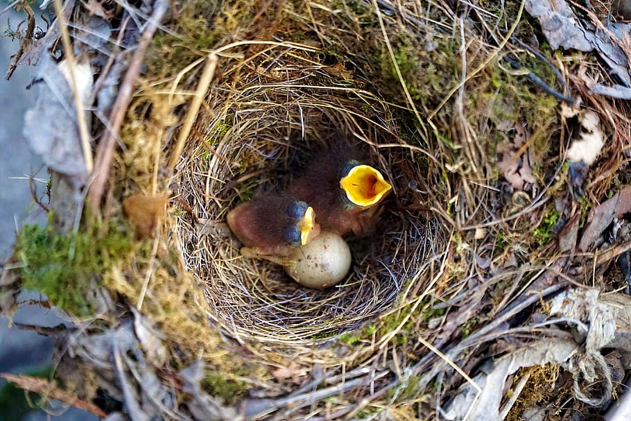 Burung, Robin, Sarang, bayi, tagihan, terbuka, tak berdaya, telur, menetas, memberi makan