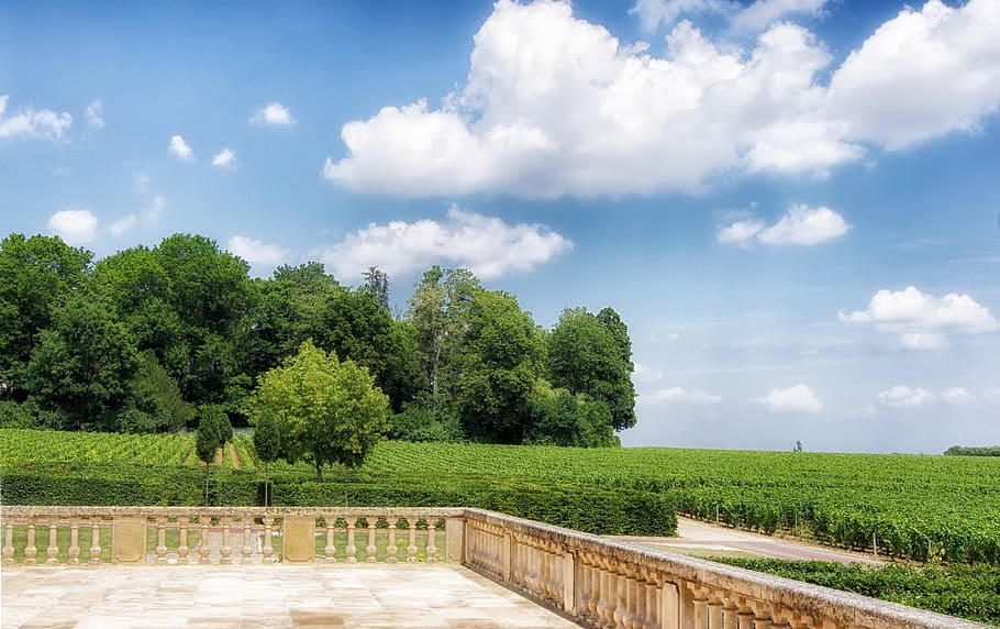 burgundy, france, vineyard, sky, clouds, plaza, nature, outside, trees, farm