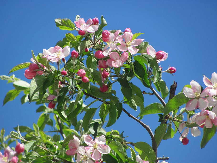 primavera, rama floreciente, rama de durazno, durazno, floración, árbol,  rosa, naturaleza, pétalos, rama | Pxfuel