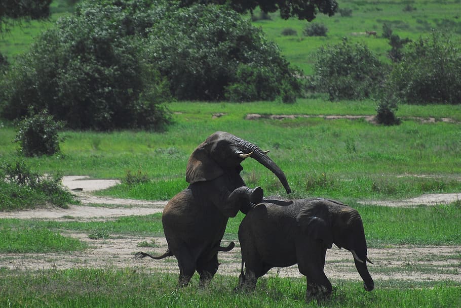 elephants, tanzania, africa, nature, tarangire, pachyderm, mating, behaviour, funny, rude