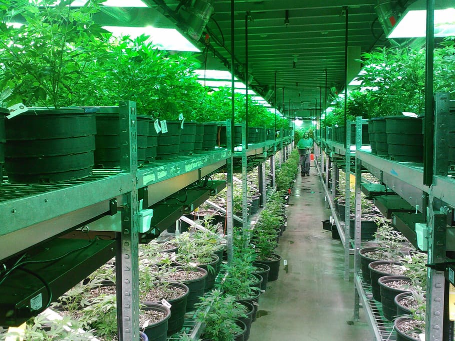 green, garden, marijuana, colorado marijuana grow, marijuana dispensary, growing marijuana, growing cannabis, cannabis dispensary, plants, leaf