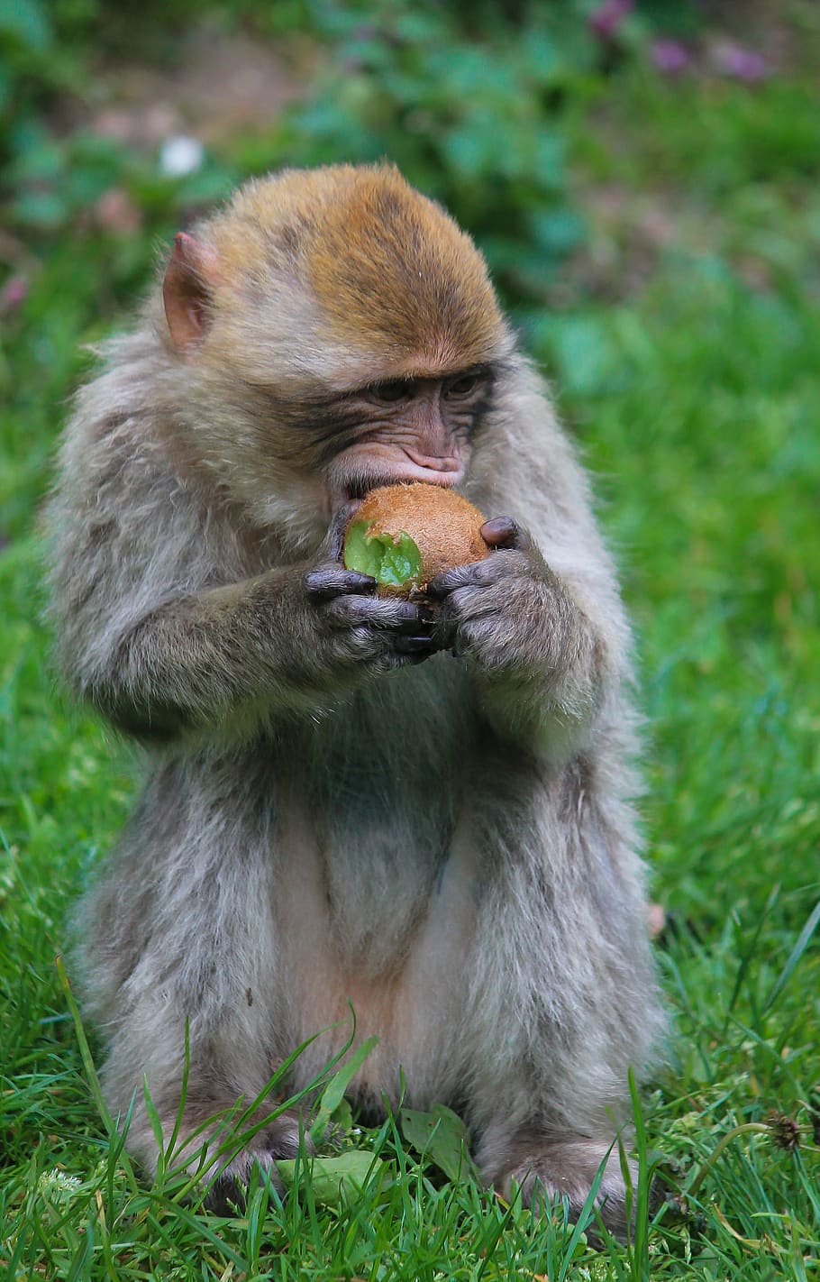 monkey, meals, hungry, cute, food, fur, kiwi, animal, wild, mammals