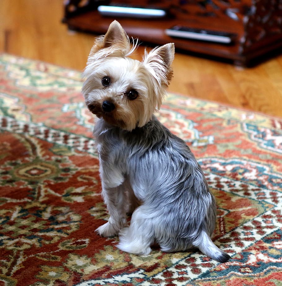 closeup, brown, gray, yorkshire terrier, tan, wire, coat, puppy, area, rug