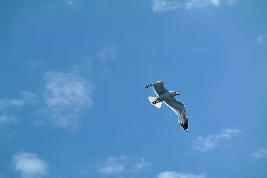 Seagull Burung Terbang Langit Dunia Binatang Burung Air Dom Penerbangan Tema Binatang Hewan Pxfuel