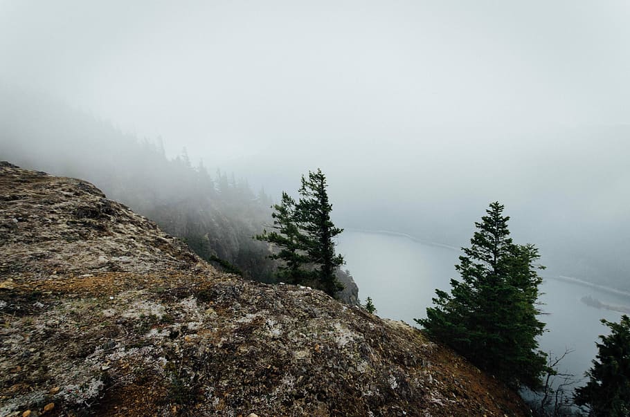 green, mountain, foggy, day, green pine, foggy day, black, brown, fog, gray