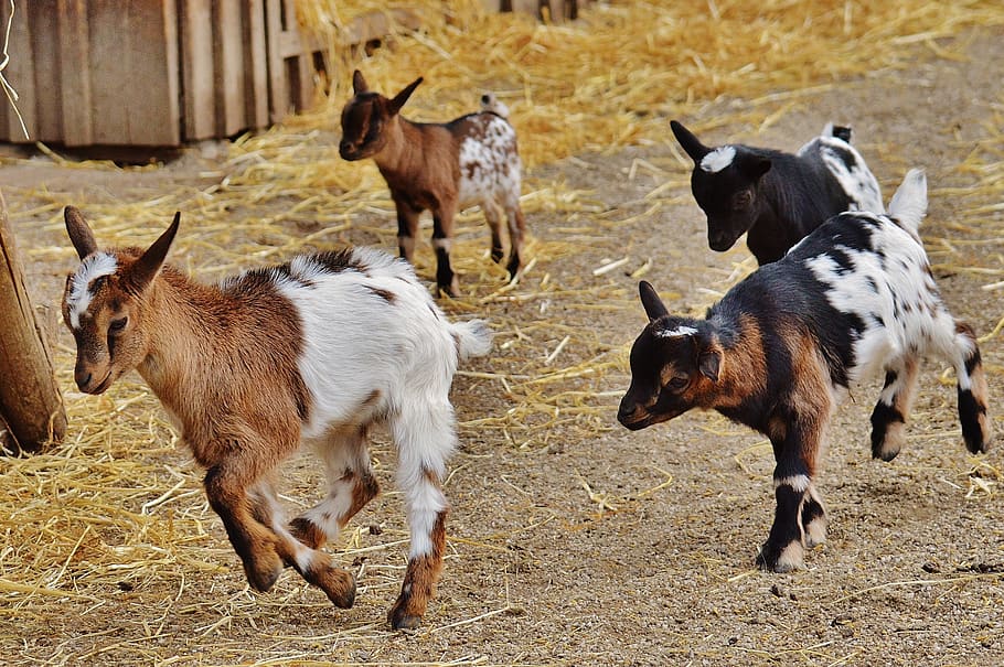 goats, wildpark poing, young animals, playful, romp, cute, small, young, fur, quadruped