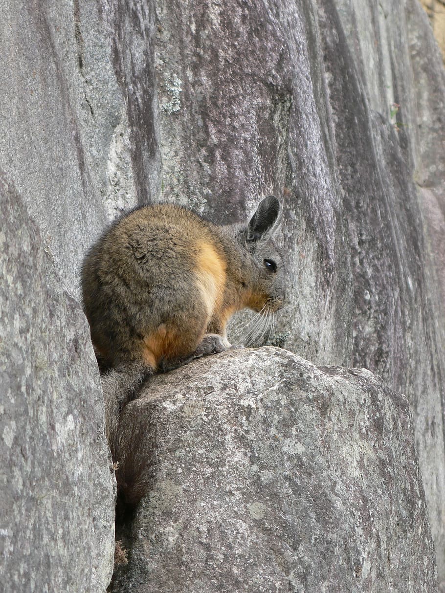 Rabbit, Ucayali, Peru, one animal, animal wildlife, animals in the wild, outdoors, animal themes, day, animal
