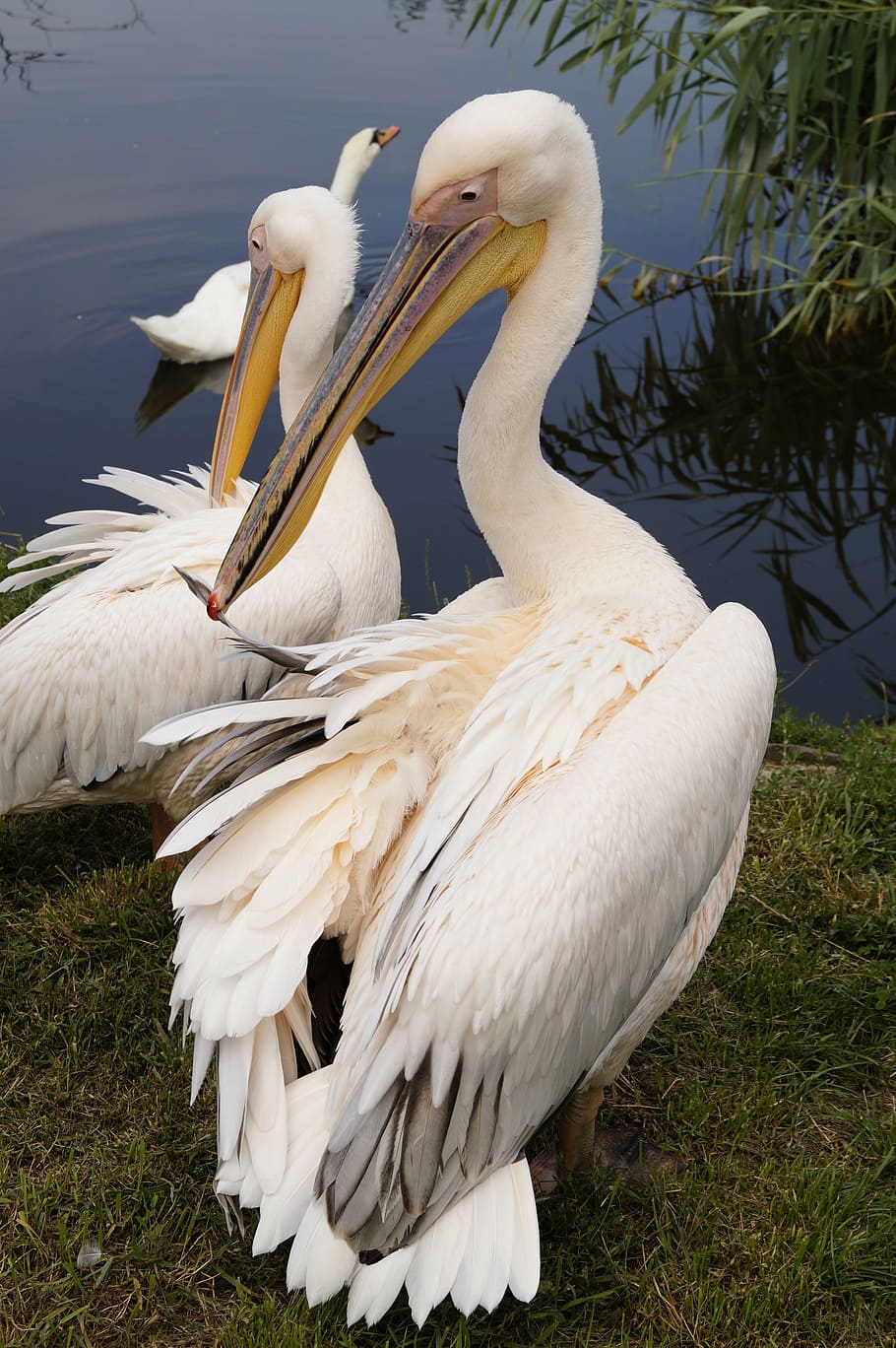 pelican, burung, hewan, berbulu, bersayap, fauna, pelican putih besar, alam, air, állatportré