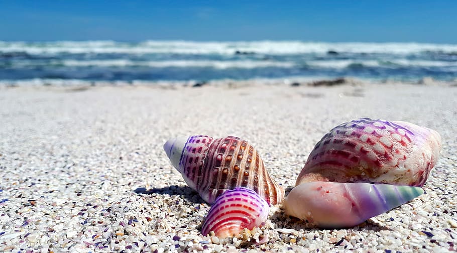 four, assorted-color seashells, white, sand beach, daytime, seashell, shell, shells, sea, ocean