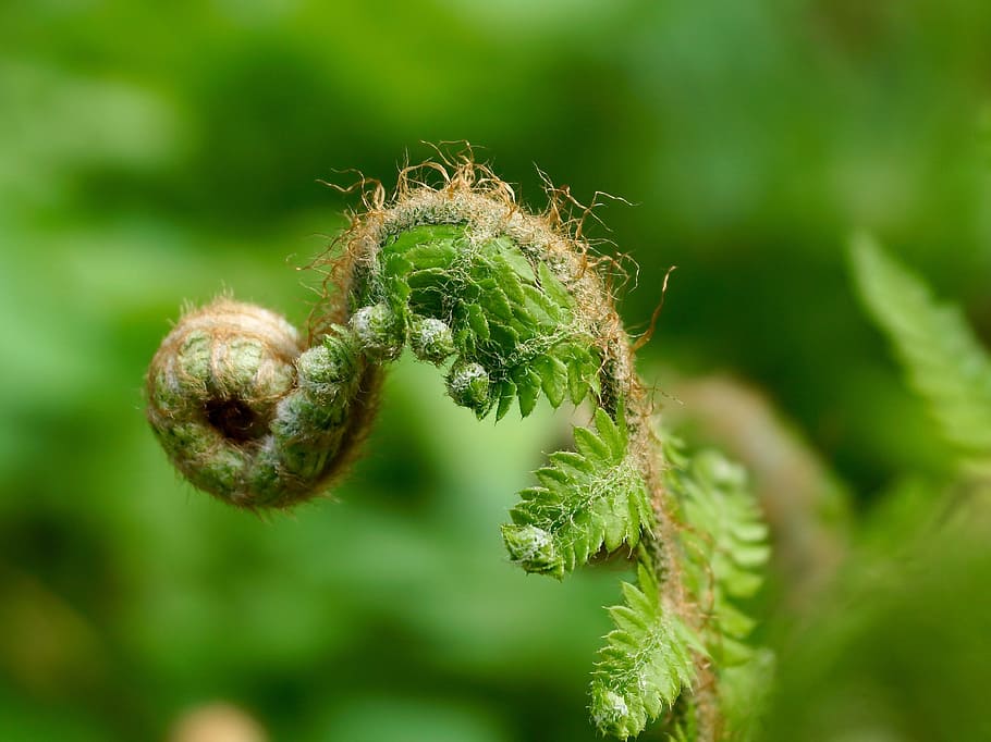 shallow, focus photography, fern, Fern, Green, Green, Plant, Nature, Forest, green, plant, leaves