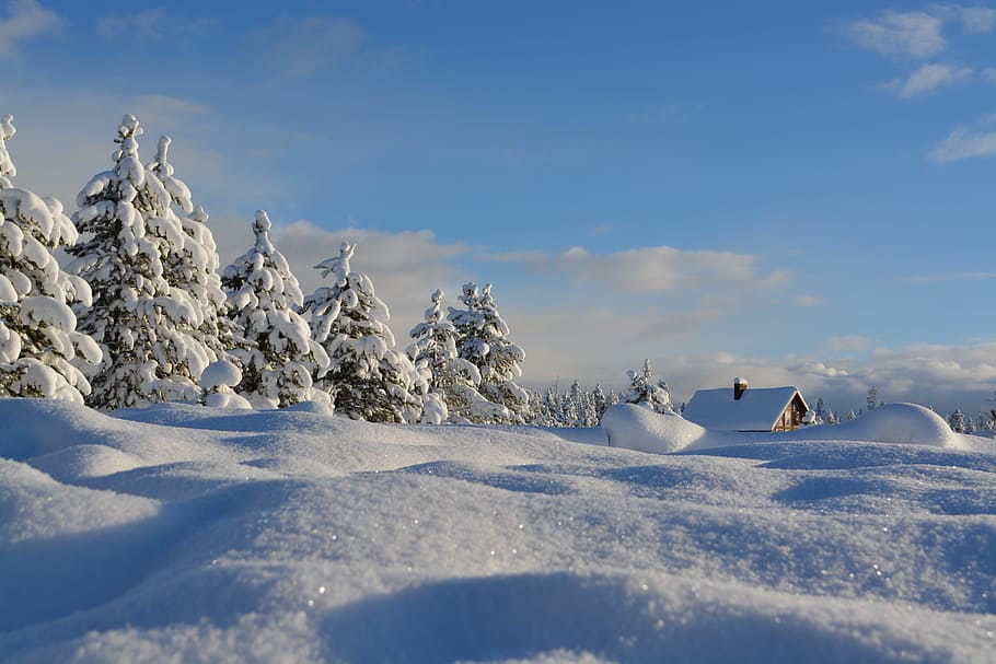 close, snow field, pine trees, house, close up, snow, trees, cold, winter, white