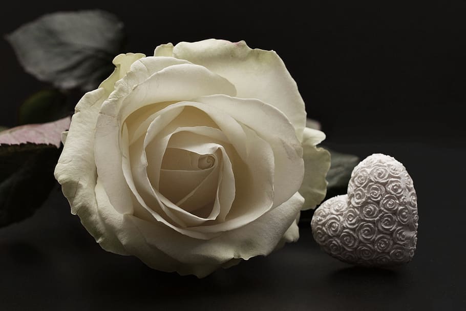 white, rose, holly kalp party favor, blossom, bloom, heart, flower, valentine's day, love, romance