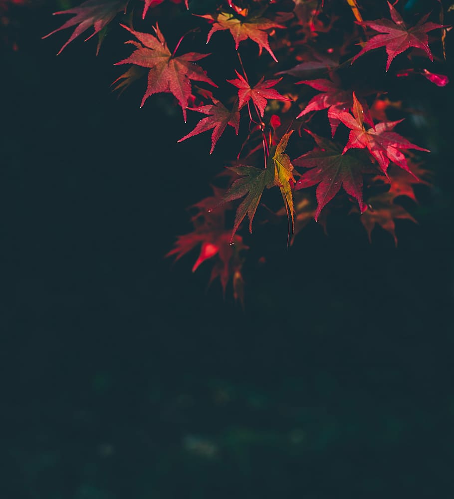 baixo, foto do ângulo, vermelho, folheado, árvore, fechar, foto, pétala, planta, folha