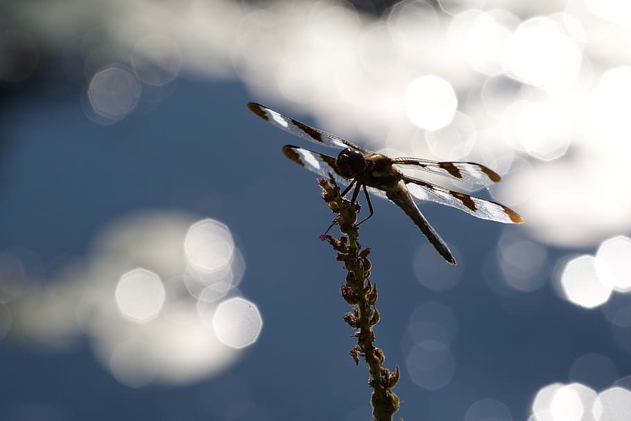 libélula, de cerca, naturaleza, insecto, animal, error, alas, detalle, natural, vida silvestre