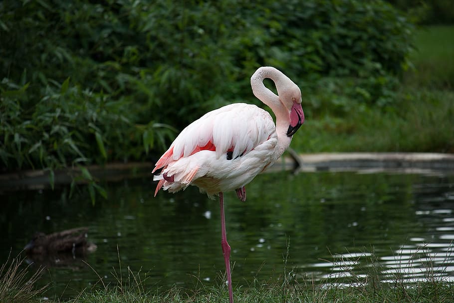 close-up photo, white, red, flamingo, body, water, animal, water bird, pink, zoo