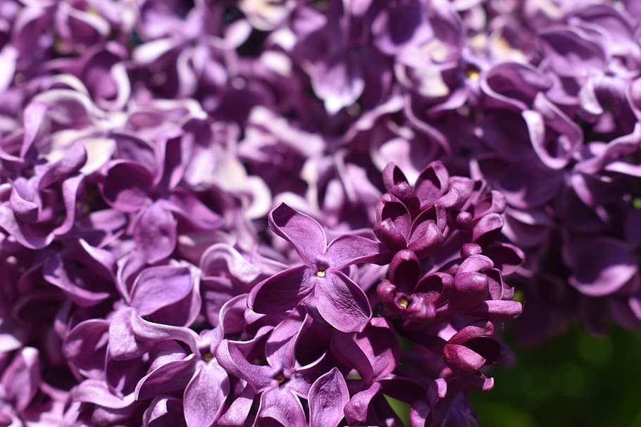 lilac, flowers, nature, purple, lavender, violet, plant, bloom, spring, floral