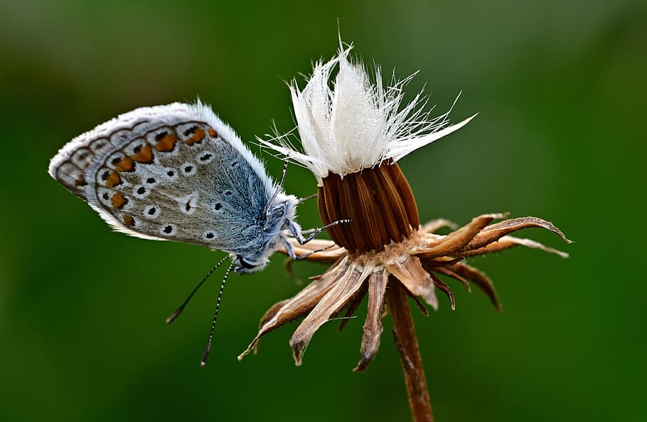 butterfly, common blue, morning sun, meadow, nature, insect, beauty in nature, plant, invertebrate, flower