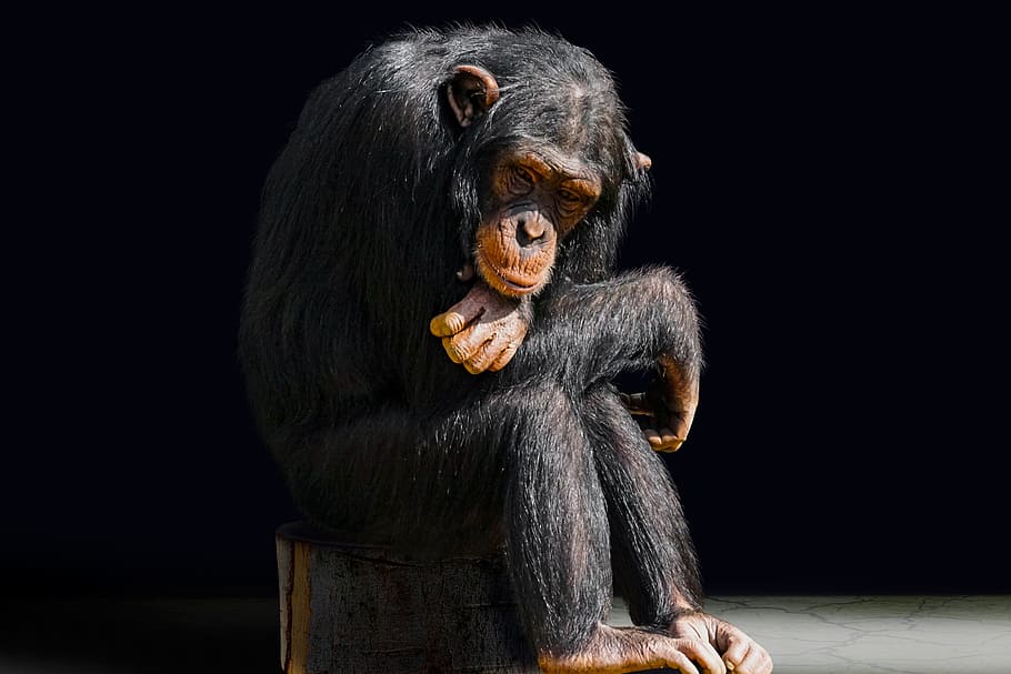 chimpancé, sentado, silla, animal, primate, mono, aburrimiento, retrato, solo, pensando