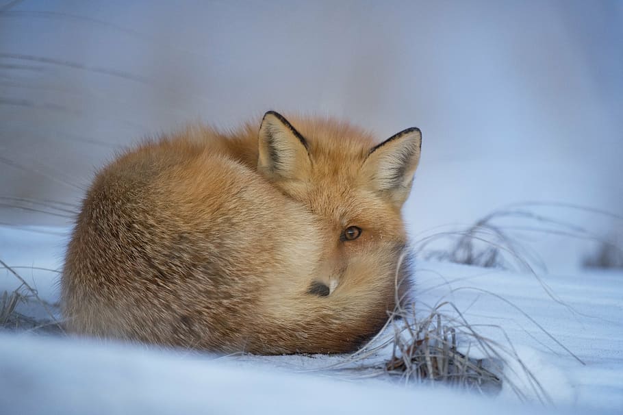 orange, fox, lying, snow, animal, blur, canine, cold, cute, daylight