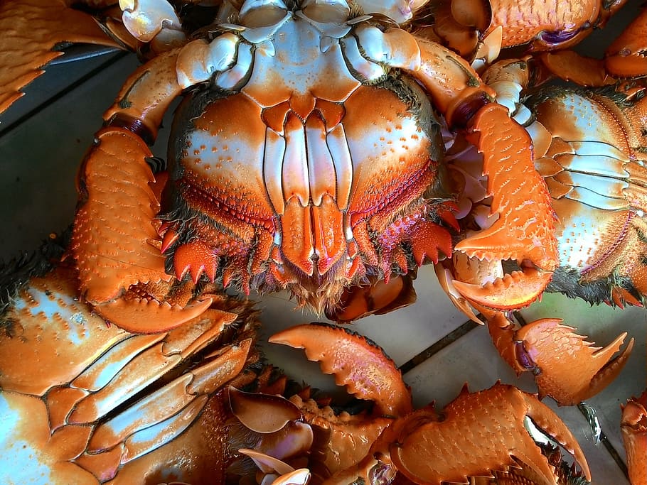 Curacha, Crab, Market, Food, Seafood, fresh, sea, ocean, restaurant, cuisine