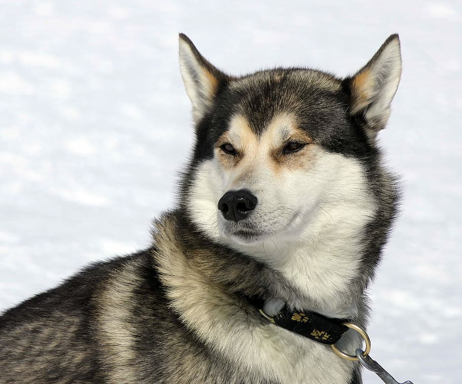 negro, blanco, esquimal, nieve, lleno, tierra, perro, husky, montaña, canino