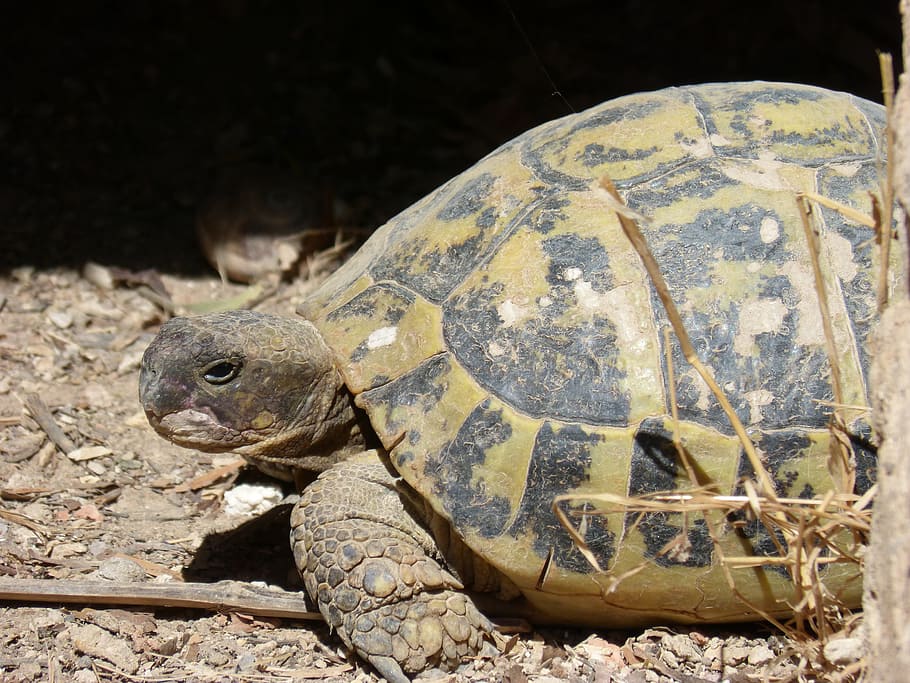 mediterranean tortoise, hideout, protected species, priorat, montsant, herbivorous, turtle, reptile, animal themes, tortoise