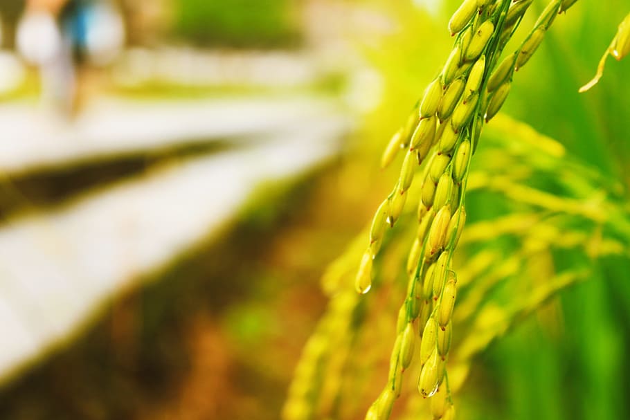 rice, in rice field, agriculture, plant, growth, crop, farm, cereal plant, field, nature
