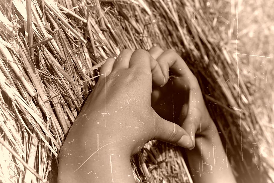 pessoa mãos mão em forma de coração, formada, pessoa, mãos, forma de coração, mão, amor, coração, feno, apenas uma mulher