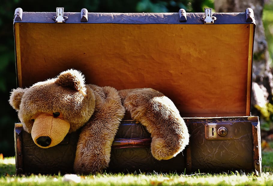 brown, bear, plush, toy, black, steamer trunk, luggage, antique, teddy, soft toy