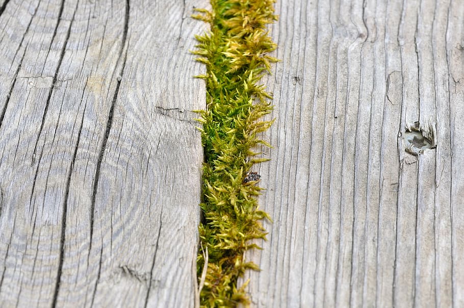 moss, wood, nature, grow, growth, wood - Material, backgrounds, plank, close-up, textured
