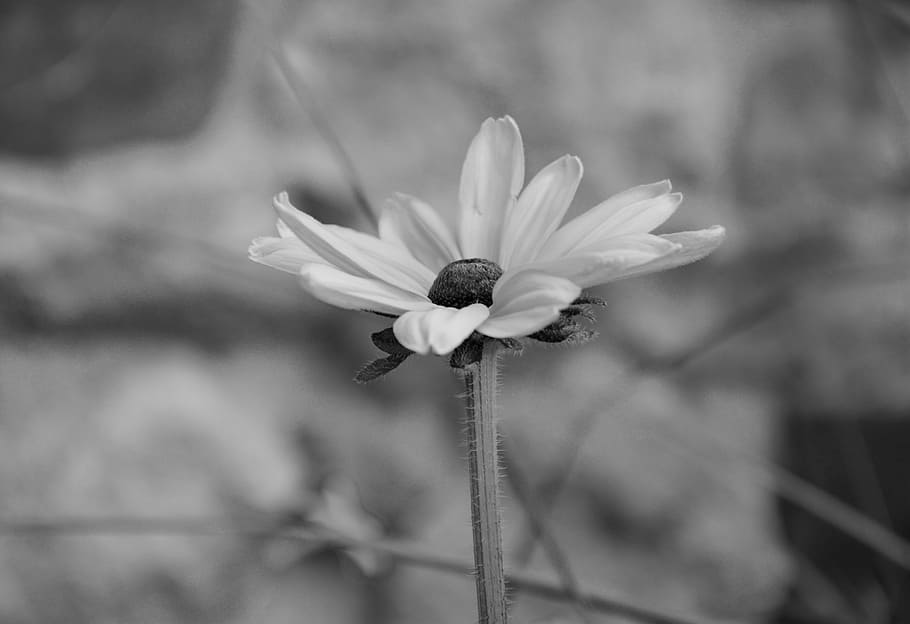 flower, photo black white, bouquet, commitment, tenderness, flowering plant, plant, fragility, freshness, vulnerability