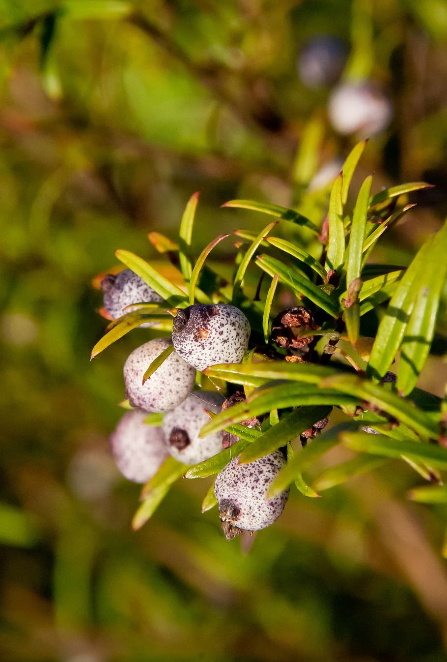 berries, fruit, midgen berry, purple, austromyrtus dulcis, bush-tucker, sub-tropical, queensland, australia, close-up