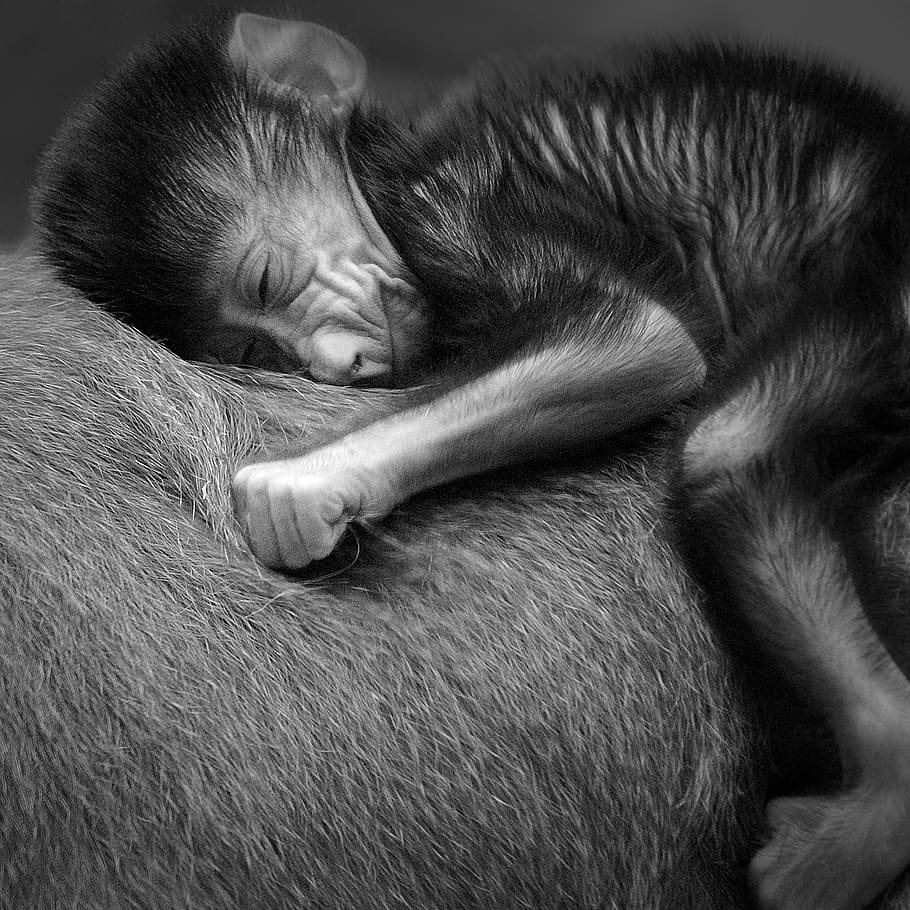 baboon, monkey, baby, animals, rider, mother, back, adorable, safe, happy