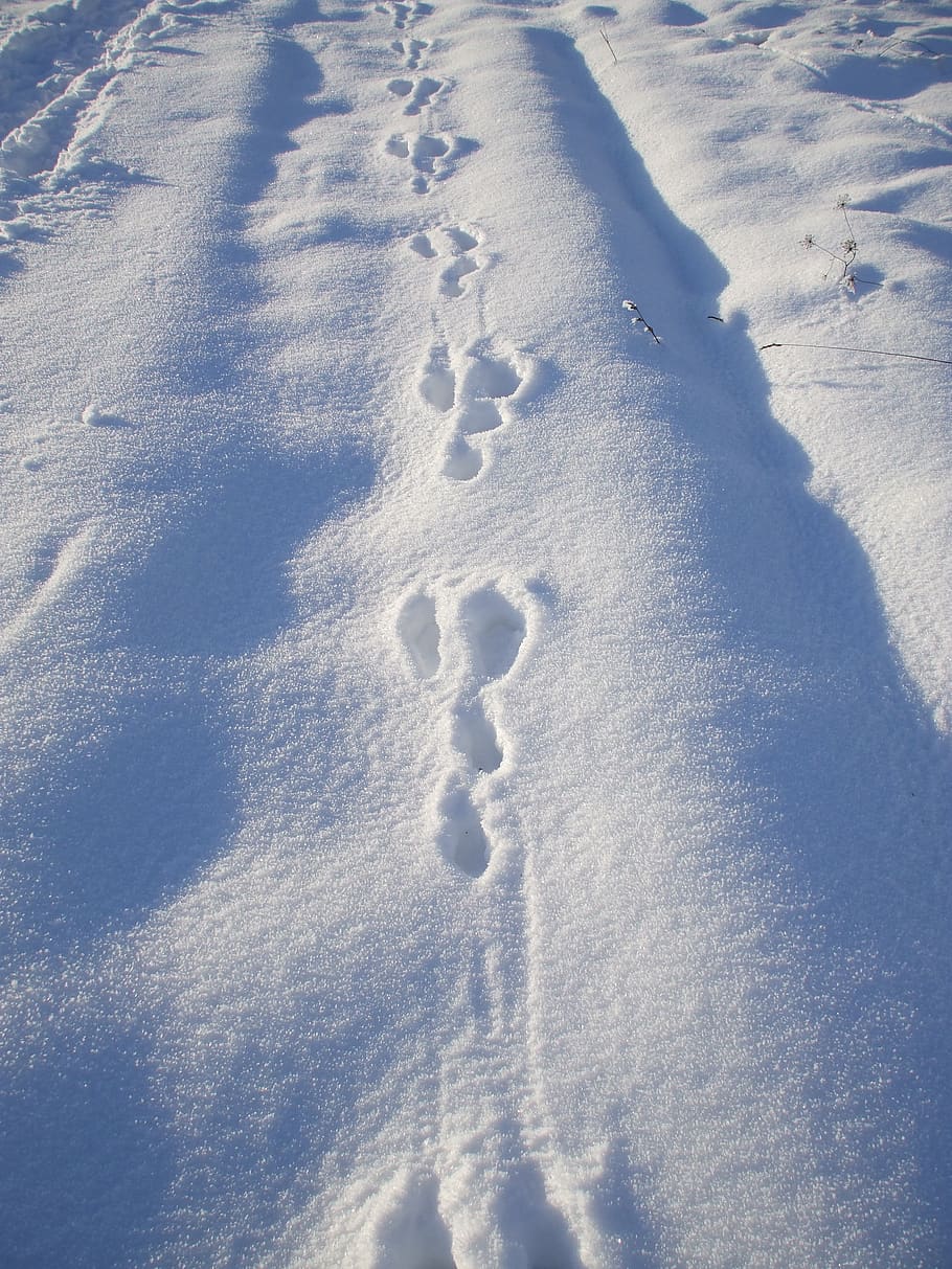 rabbit tracks in snow, rabbit tracks, trace, snow, winter, cold temperature, nature, day, high angle view, sunlight