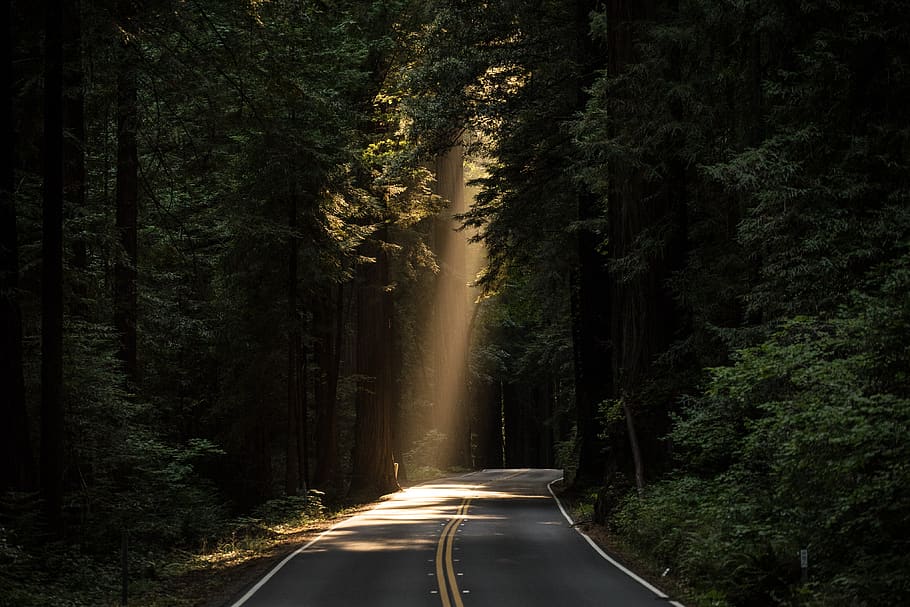 nature, roads, paths, streets, asphalt, forests, trees, rays, light, beam