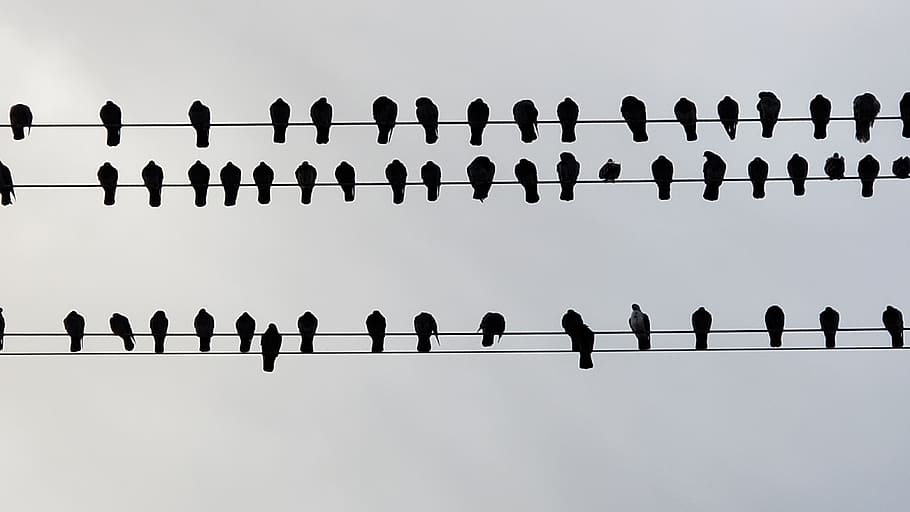 pájaro, pájaro en un cable, al aire libre, perca, observación de aves, cuervo, en una fila, cielo, silueta, gran grupo de personas