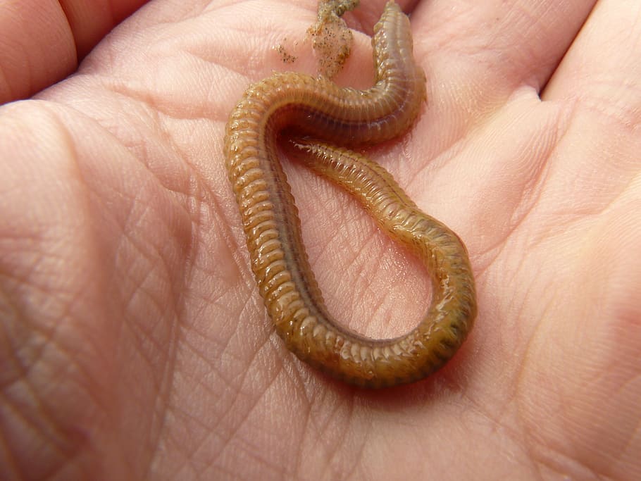 lake striped worm, worm, nereis diversicolor, annelid, wadden sea, watts, north sea, hand, slick, nasty