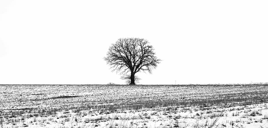 grayscale photography, withered, tree, grayscale, photography, winter, snow, landscape, lonely, individually
