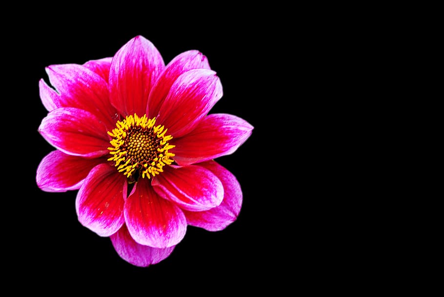 flor de gerbera rosada, dalia, rojo blanco, jardín de flores, Flor, planta floreciendo, tiro del estudio, frescura, fondo negro, belleza en la naturaleza