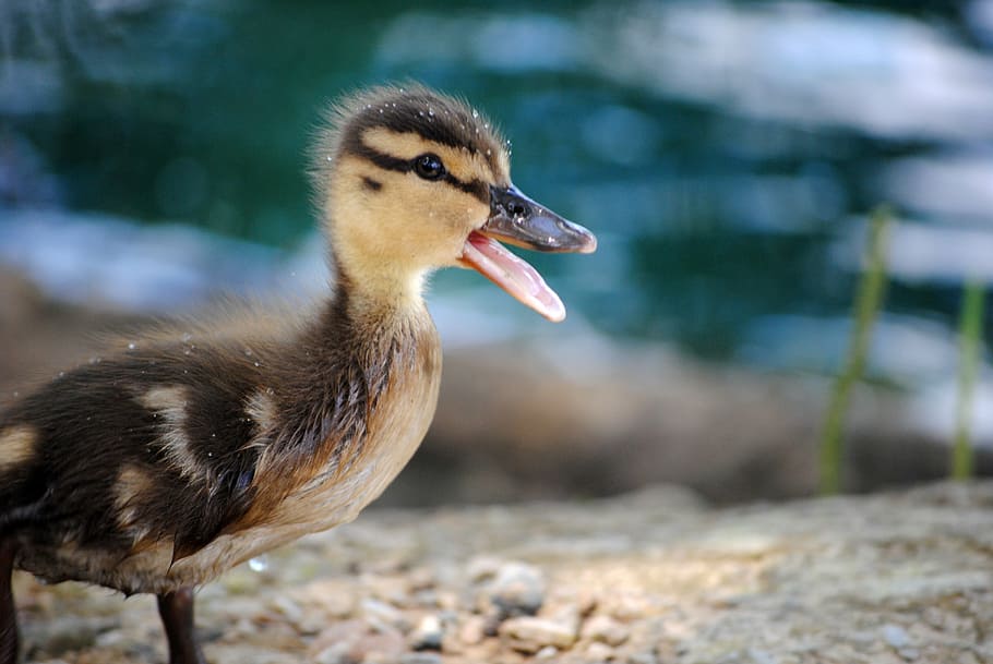 closeup, tan, black, duckling, duck, ducky, baby, baby duck, animal, cute