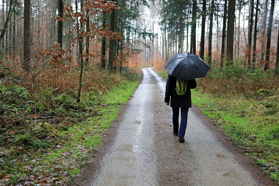autumn, rain, umbrella, wet, rainy, nature, weather, tree, plant, rear view